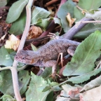 Western Sagebrush Lizard: 1024x1024
